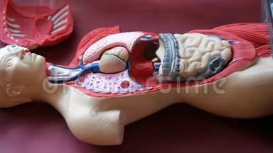 人体解剖结构的玩具模型.. 一个青少年的手在人体内部拆卸人工